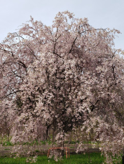 令和3年度・夏のファミリーコンサートについて