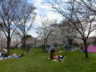 テニス＆お花見in舎人公園