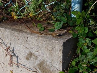 庭のトカゲ・・・名まえは？