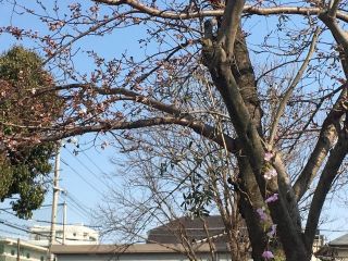 お花見{emoji index="237"}