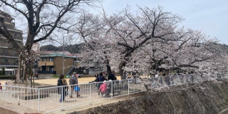 4月5日(土)花見ですよ花見