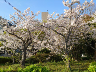 4月11日(土)練習(明石勤労福祉会館)
