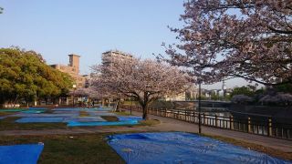 ２０１８年花見