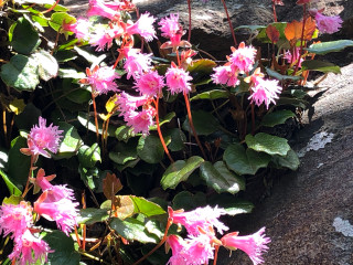 花はいかがでしょうか