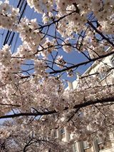 【4/13】葉桜を愛でる会