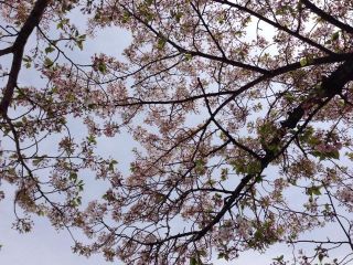 葉桜を愛でる会