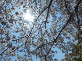 葉桜を愛でる会→お花見