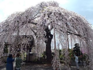 ４月・山梨お花見ツー