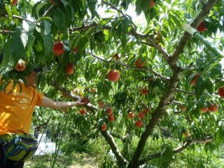 ８月・山梨 桃狩り＆昇仙峡ツー