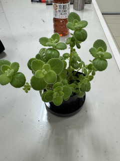 2025 第2回通常レッスン