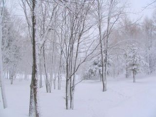 フレッシュダブル！