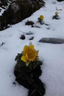 福寿草を見に  霊仙山