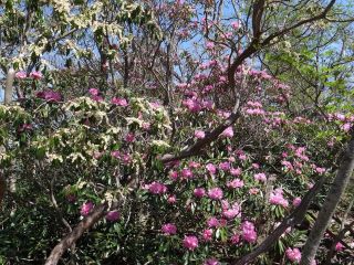 堂満シャクナゲ