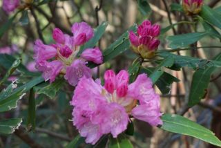 京都北山・シャクナゲ尾根～焼杉山（石楠花お花見ハイキング）