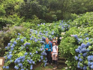 額田アジサイ園ハイキング