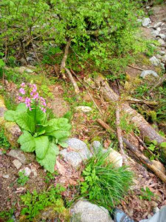 金剛山カトラ谷花山行