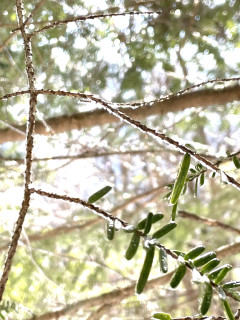 大天井ヶ岳ピークハント