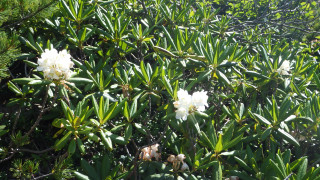尾瀬から燧ケ岳、至仏山ーその2