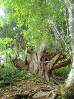 北アルプス剱岳早月尾根。