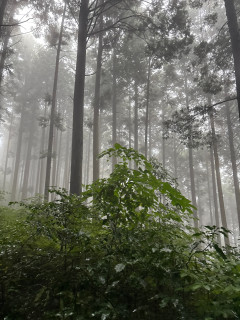 ダイヤモンドトレイル大会