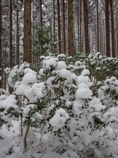 大峰山系　観音峰山