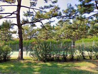 エレナテニスサークルの生い立ち