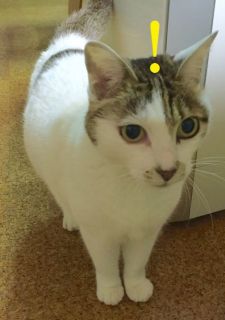 猫とムチャゴロウ