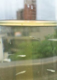 シャッター☆チャンス