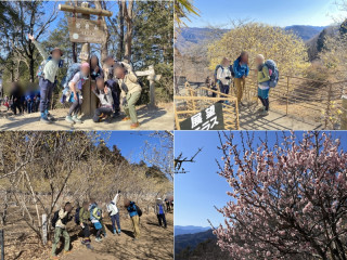 宝登山（497m）長瀞アルプス　早春のロウバイ