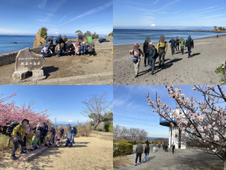 大楠山241m田浦梅まつり