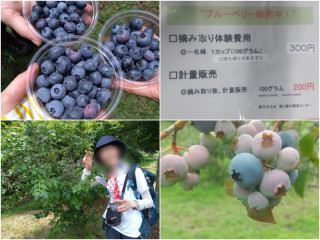 堂平山・ブルーベリー摘み体験