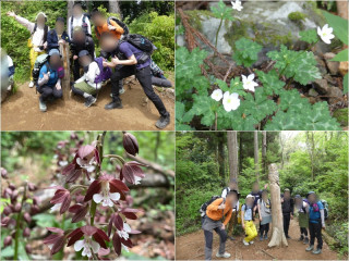 南高尾エリア草戸山ニリンソウ群生地