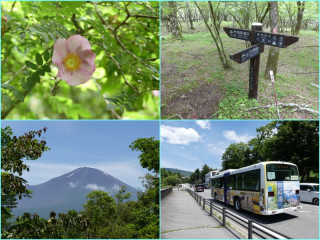 須走立山すばしりたちやま1331mサンショウバラ