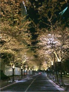 さくら～さくら～今咲き誇る