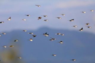 430MHzSSBｽｹｼﾞｭｰﾙ(第293回)・FMﾛｰﾙｺｰﾙ(第352回)実施報告