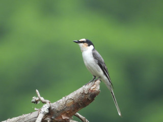 430MHzSSBｽｹｼﾞｭｰﾙ(第397回)・FMﾛｰﾙｺｰﾙ(第456回)実施報告