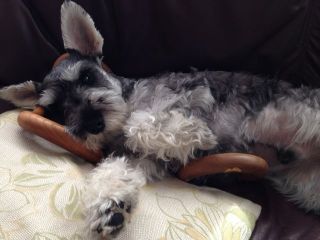 アセノ ウェーブストレッチ体験会