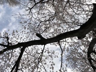 アセノ骨盤底筋エクササイズ