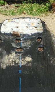 ニンジン/ダイコン