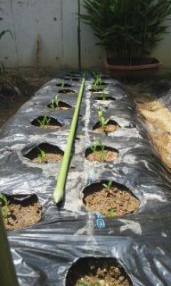 スイートコーン　芽出す