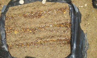 にんじん　芽出す