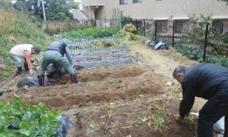 共同農業（芋ほり）