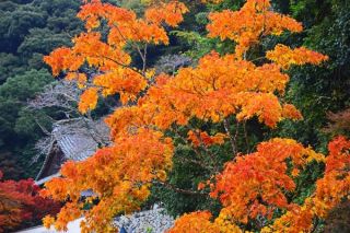 昨日15：30頃の箕面瀧道紅葉