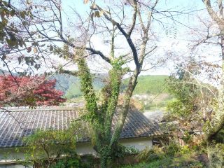 さらば　桜　②