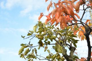 小さな紅葉 　暇名　門出衛