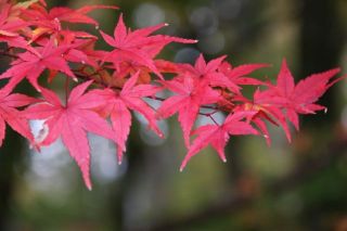 鶏足寺から６ＣＨが最後の紅葉中継