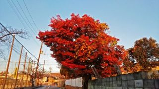 今朝は冷え込んだ！