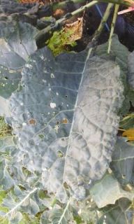 一人農業（青虫）