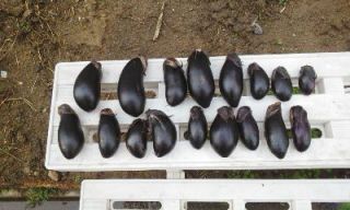 一人農業（秋ナス）