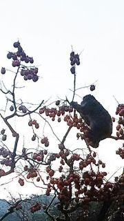 早く甘くなれ渋柿